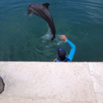 dolphin cc2 blog